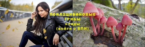 прущие грибы Дмитриев